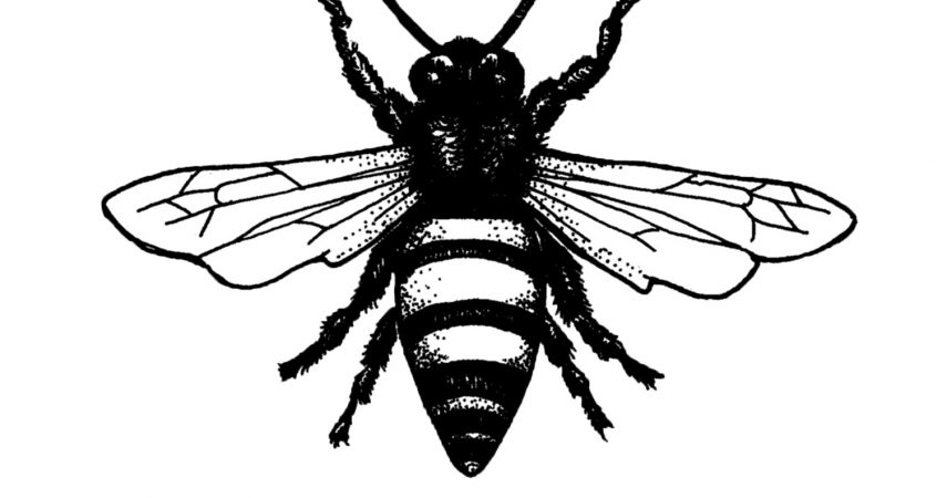 plan-bee-logo-square